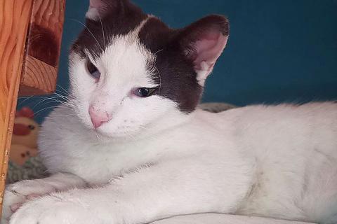 В дар кошку. Зюфа ищет дом. Фото2