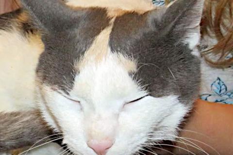 В дар кошку. Зюфа ищет дом. Фото4