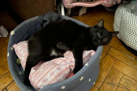 В дар кошку. Знакомьтесь — Жульетта, или просто Жуля.. Фото2