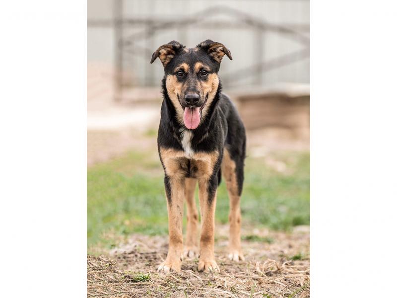 В дар собаку