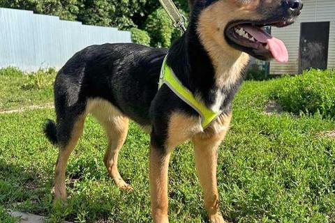 В дар собаку. Чудесная ласковая молодая собачка Клепа ищет дом. Фото4