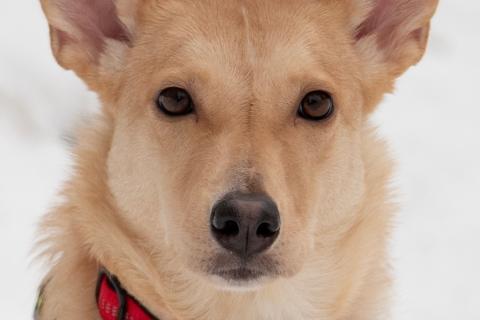 В дар собаку. Небольшая собачка Лисян ищет дом и семью!. Фото4