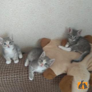 Россия