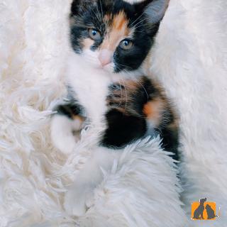 Алина