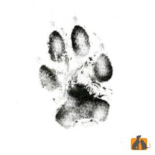 dogpad