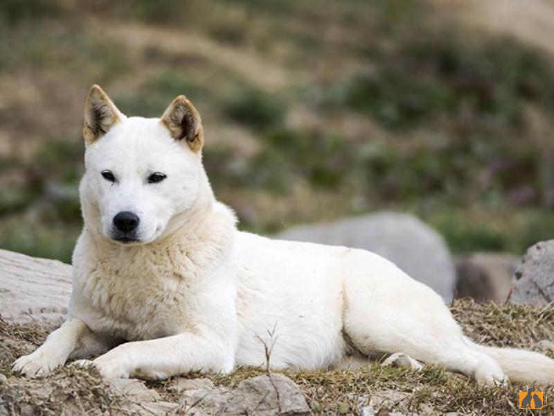 Корейская собака Джиндо. Фото3