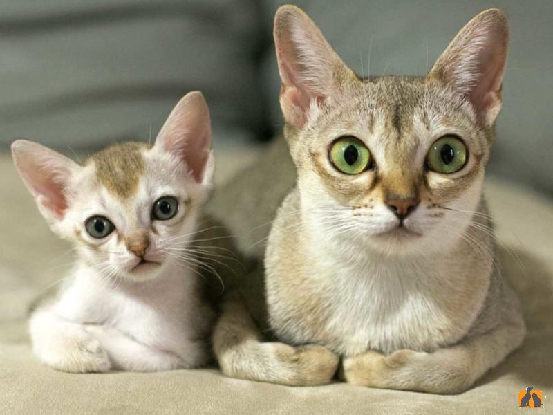 Сингапурская кошка. Фото4