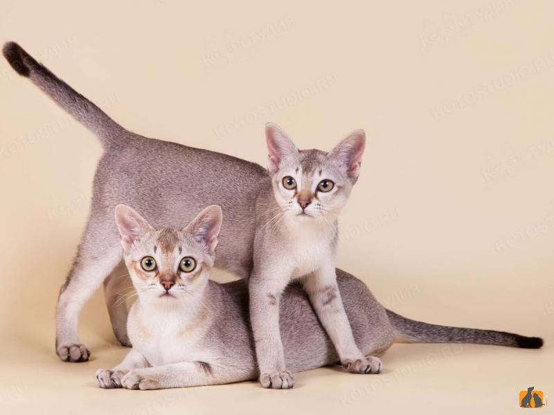 Сингапурская кошка. Фото3